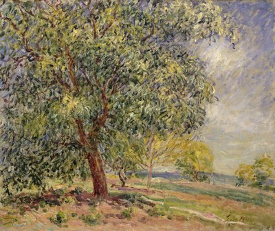 Walnussbaum bei Sablons im Frühling, 1885 von Alfred Sisley