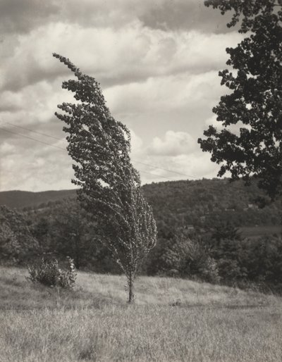 Pappel—Lake George von Alfred Stieglitz