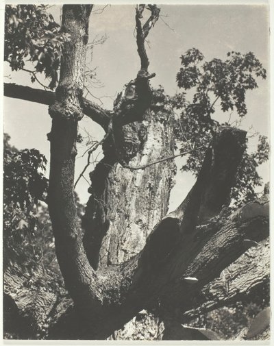 Der alte Ahorn - Lake George von Alfred Stieglitz