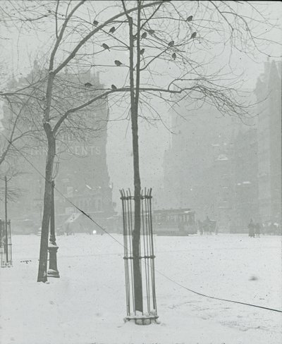 Baum im Schnee, New York City, 1900-02 von Alfred Stieglitz