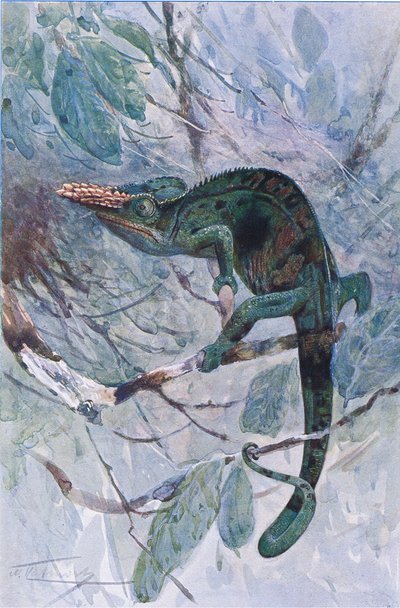 Afrikanisches Chamäleon, Illustration aus 