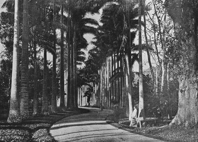 Kohlpalmen in den Peradeniya-Gärten, um 1890, 1910 von Alfred William Amandus Plate