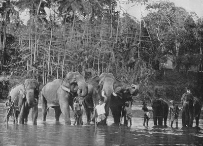 Heilige Elefanten baden im Mahaweli Ganga bei Katugastota, ca. 1890, 1910 von Alfred William Amandus Plate