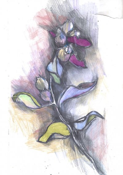 Bunte botanische Skizze von Alice White