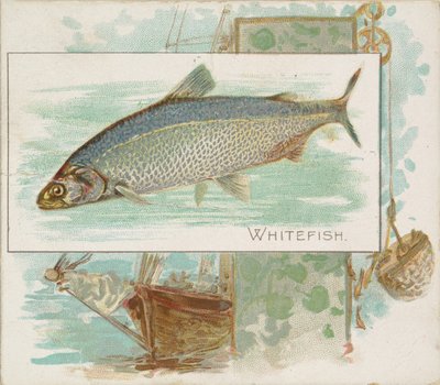 Weißfisch, aus der Serie 