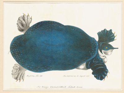 Amerikanische Weichschildkröte oder Trionyx, früher Blaue Schildkröte genannt von Aloys Zötl