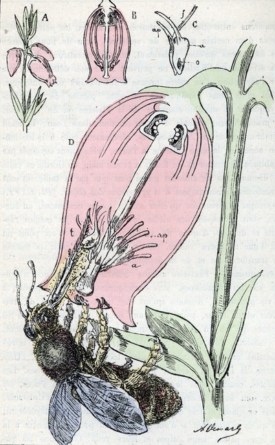 Bestäubung: Eine Biene sammelt Nektar von Blumen der Esche von Alphonse Demarle