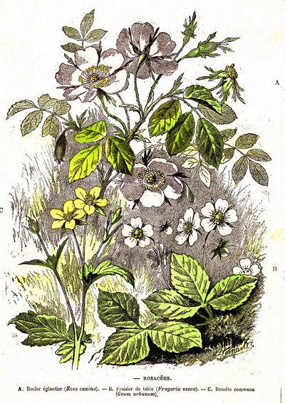 Rosaceen - Natürliche Schöpfung und Lebewesen: Zeichnung von A. Demarle. 1885 von Alphonse Demarle