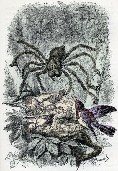 Zoologische Tafel: Arachnid, Avicularia mygalus überrascht ein Vogelnest von Alphonse Demarle