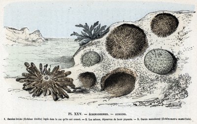 Zoologische Tafel: Seeigel. Gravur aus „L