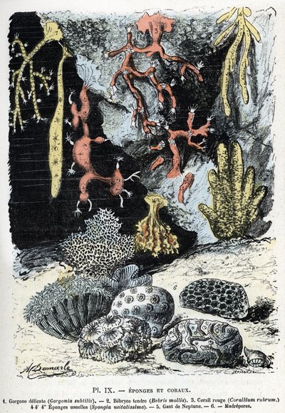 Zoologische Tafel: Schwämme und Korallen (Gorgone, Bebryce, Koralle, Schwämme, Neptun-Handschuh). Gravur aus „L