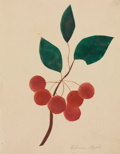 Sibirischer Apfel von Altha Mary Nims