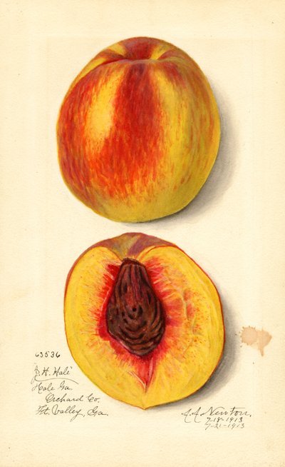 Pfirsiche (Prunus persica: J.H. Hale) von Amanda Almira Newton