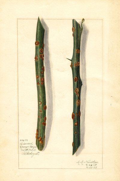 Zwei kranke Orangenbaumzweige (Citrus sinensis) von Amanda Almira Newton
