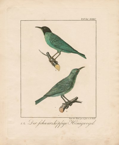 Schwarzkehl-Honigfresser von Ambrosius Gabler