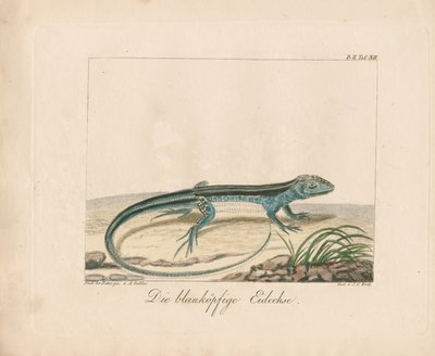 Blaukopf-Skink von Ambrosius Gabler