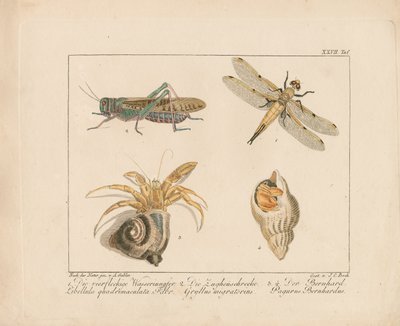 Libelle, Heuschrecke und Einsiedlerkrebs von Ambrosius Gabler