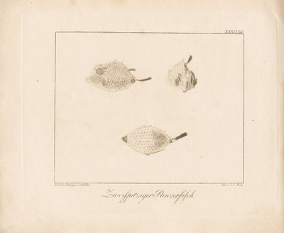 Langhorn-Kuhfisch von Ambrosius Gabler
