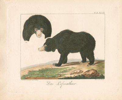 Malaiischer Sonnenbär von Ambrosius Gabler