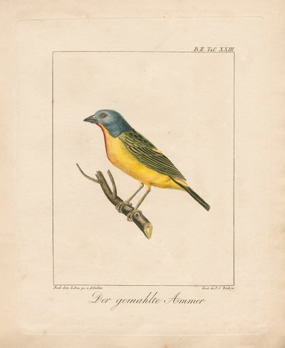 Gemalter Ammer von Ambrosius Gabler