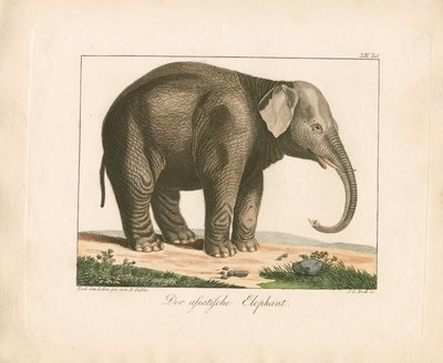 Der Asiatische Elefant von Ambrosius Gabler