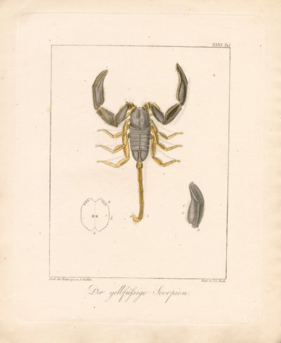 Der Gelbbein-Skorpion (handkolorierte Kupferstichgravur) von Ambrosius Gabler