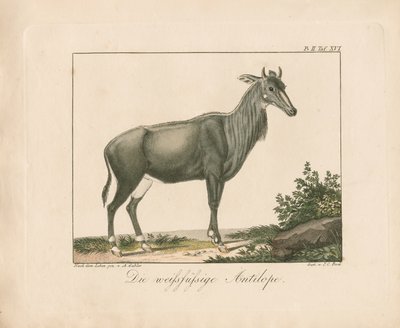 Weißfüßige Antilope von Ambrosius Gabler