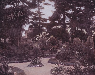 Ein Kaktusgarten in Südkalifornien (s/w Foto) von American Photographer (after)