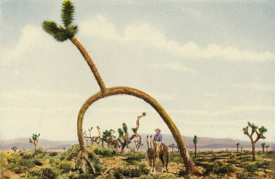 Ein riesiger Kaktus in der Mojave-Wüste von American Photographer