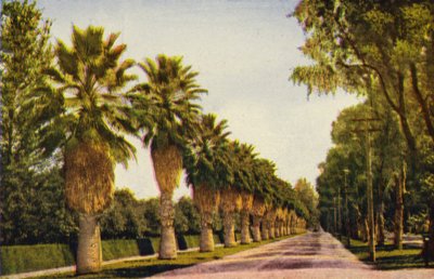 Eine Palmenallee in der Nähe von Los Angeles von American Photographer