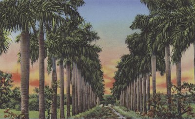 Calle de Palmas von American Photographer