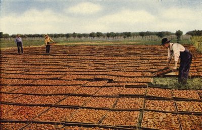 Aprikosen trocknen, San Joaquin Valley von American Photographer