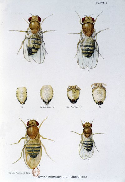 Bienen - in „Contributions to the genetics of drosophila melanogaster“, Thomas H. Morgan von American School