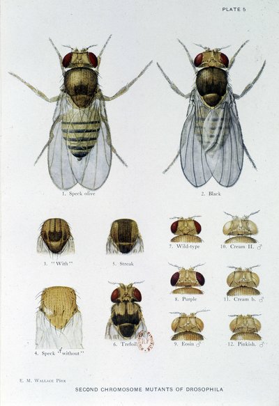 Bienen - in „Contributions to the Genetics of Drosophila Melanogaster“, Thomas H. Morgan von American School