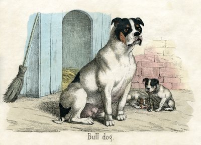 Bulldogge, aus The Natural History of Animals von American School