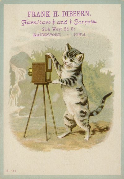 Katze macht ein Foto von American School