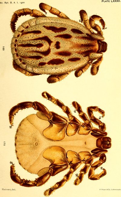 Männlicher Dermacentor reticulatus, Illustration aus 