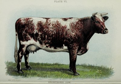 Shorthorn-Kuh, aus "Biggle Cow Book" von Jacob Biggle, 1898 von American School