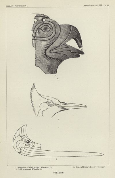 Der Vogel von American School