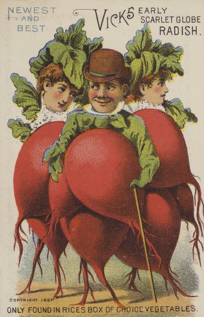 Vicks Frühe Scharlachrote Kugel-Radieschen von American School