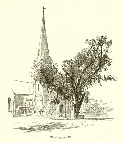 Washington Elm, Cambridge von American School