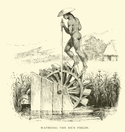 Bewässerung der Reisfelder von American School