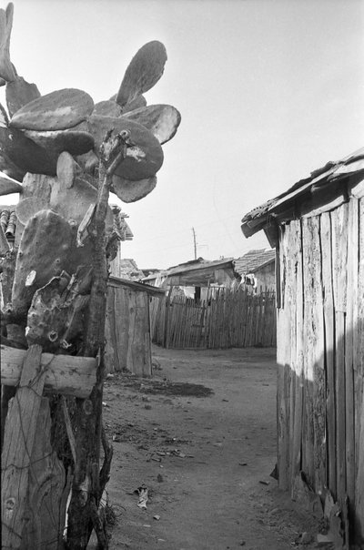 Feigenkaktus im Slum von Crotone von Ando Gilardi