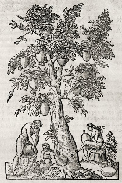 Brotfruchtbaum, Gravur von Andre Thevet von Andre Thevet