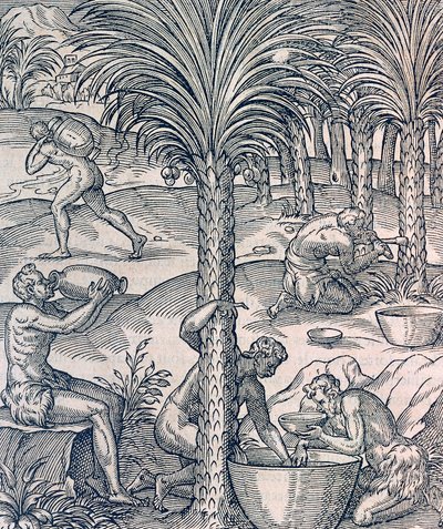 Einwohner von Kap Verde stellen Getränke aus Palmen her, Gravur aus der Universal Cosmology, von Andre Thevet von Andre Thevet