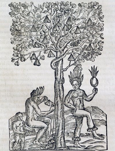 Nana-Frucht, tropische Heilpflanze, Gravur aus Universal Cosmology, von Andre Thevet, Paris von Andre Thevet