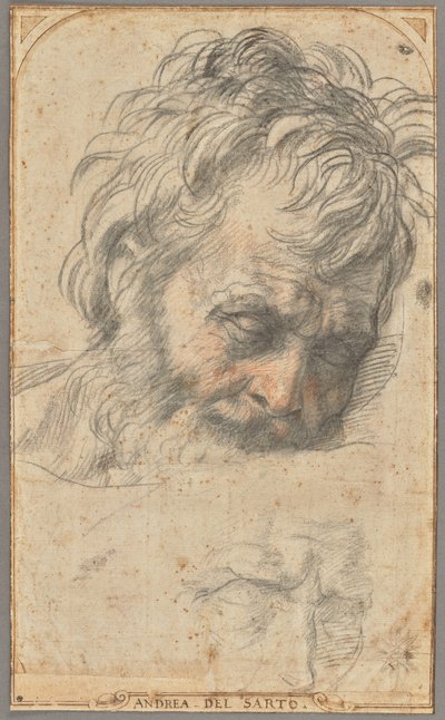 Studie für den Kopf des Heiligen Joseph (recto); Zwei Studien von Beinen (verso) von Andrea del Sarto
