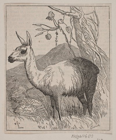 Ein Lama von Andreas Flinch