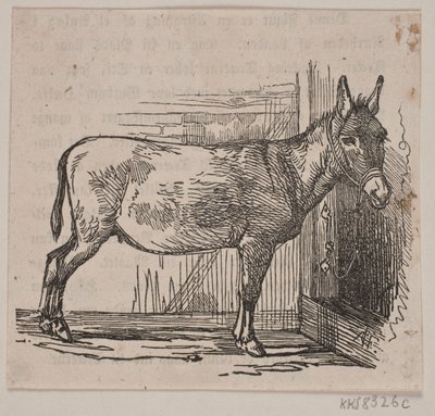 Esel von Andreas Flinch