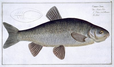 Döbel (Cyprinus Jeses) Tafel VI aus 